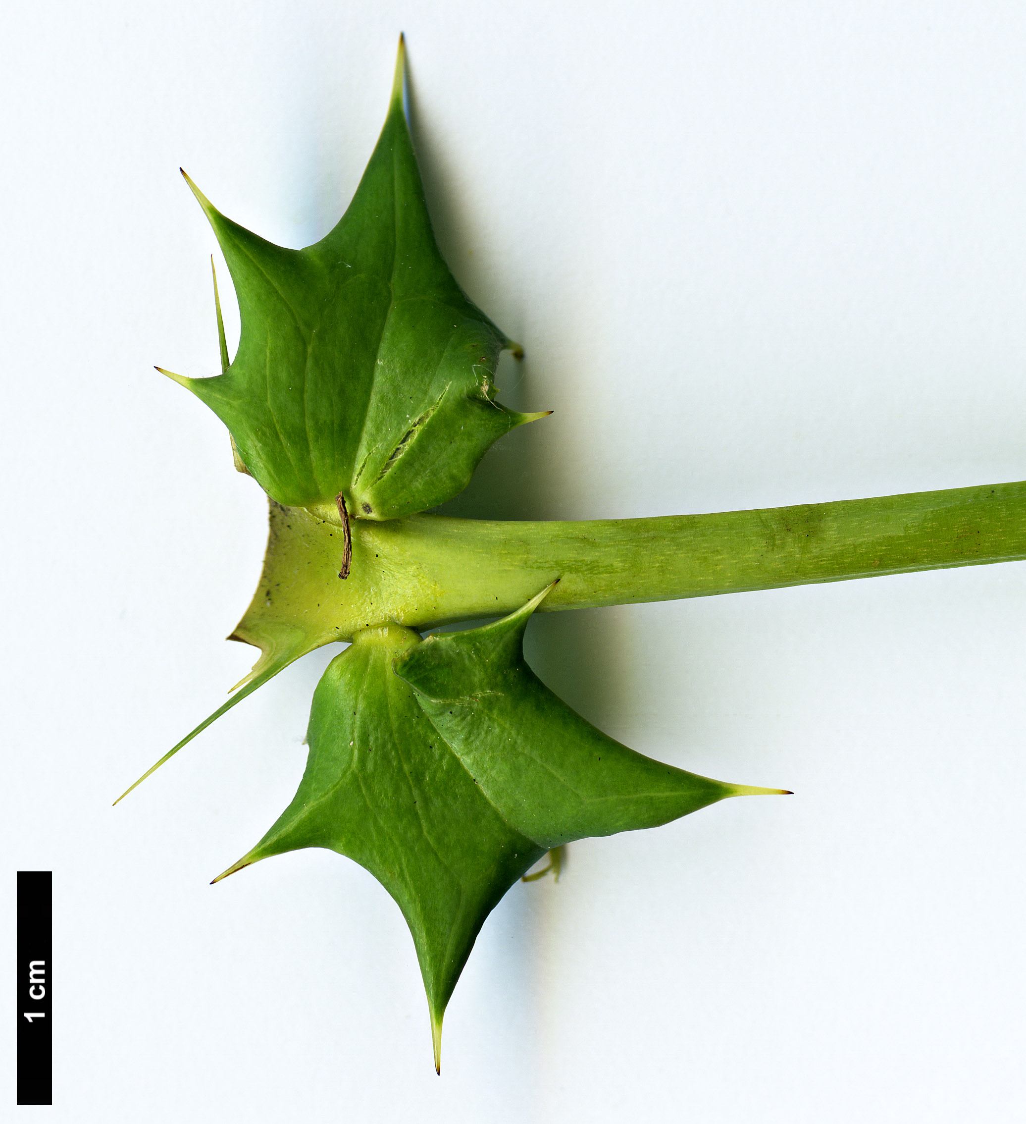 High resolution image: Family: Berberidaceae - Genus: Mahonia - Taxon: oiwakensis - SpeciesSub: subsp. lomariifolia var. lomariifolia